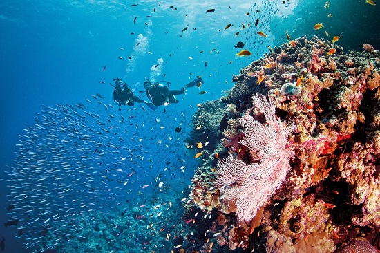 Khám phá rạn san hô lớn nhất thế giới Great Barrier